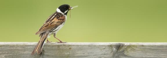 Bird at Rainham Marshes