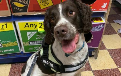 Billy, the tobacco detection dog