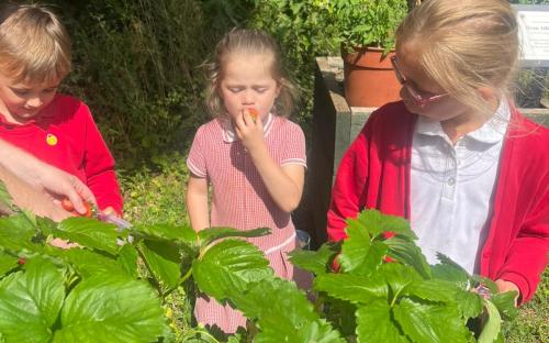 Children picking and eating strawberries
