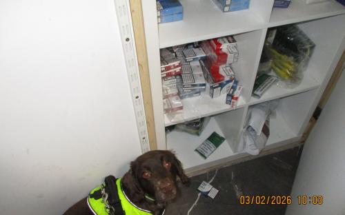 A dog with a high visibility jacket is looking at parcels 