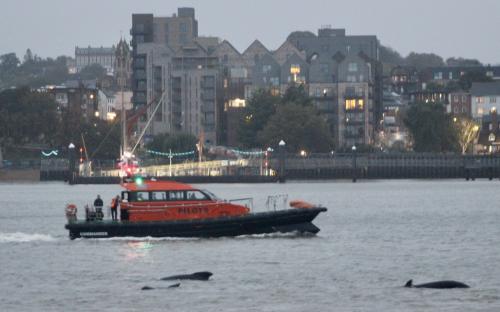 Pilot Whales being herded out of the estuary - taken by Cllr B Scott