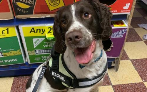Billy, the tobacco detection dog