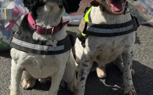 Billy and Ziggy, tobacco detection dogs