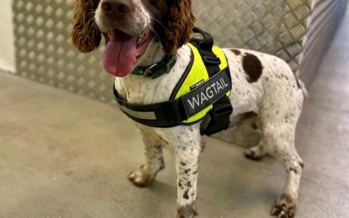 Ziggy, one of the tobacco detection dogs