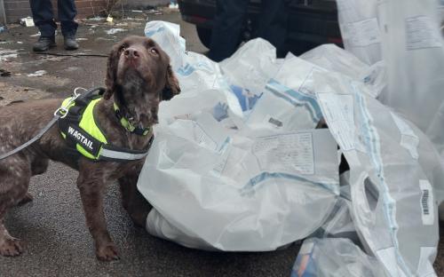 Dora, tobacco detection dog, with uncovered illicit products
